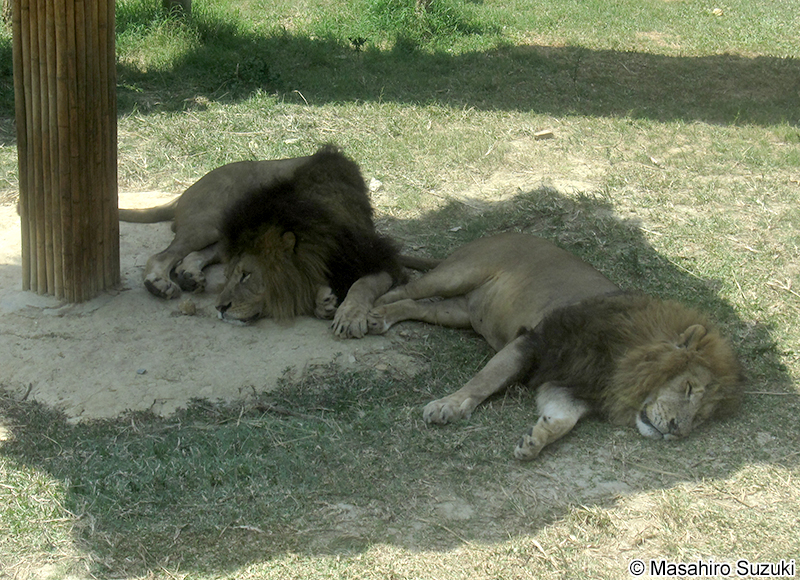 ライオン Panthera leo