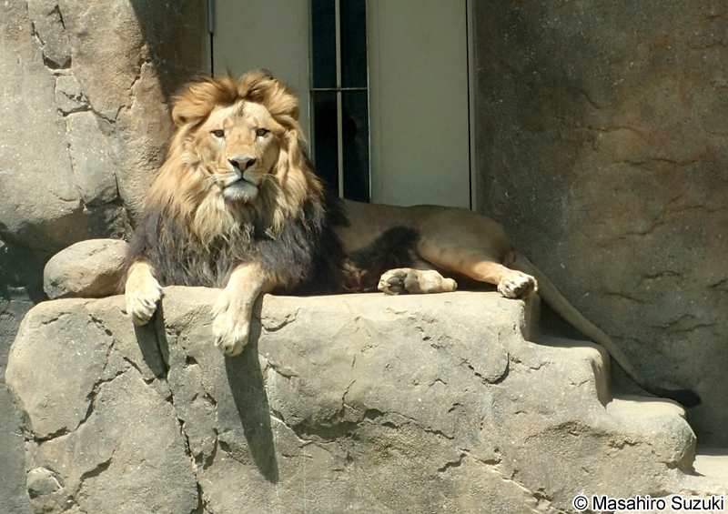 ライオン Panthera leo