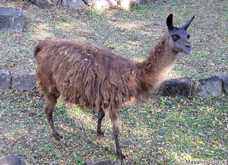 ラマ Lama glama