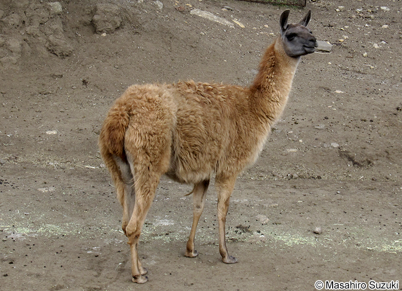 ラマ Lama glama