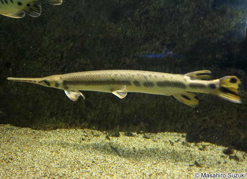 ロングノーズガー Lepisosteus osseus