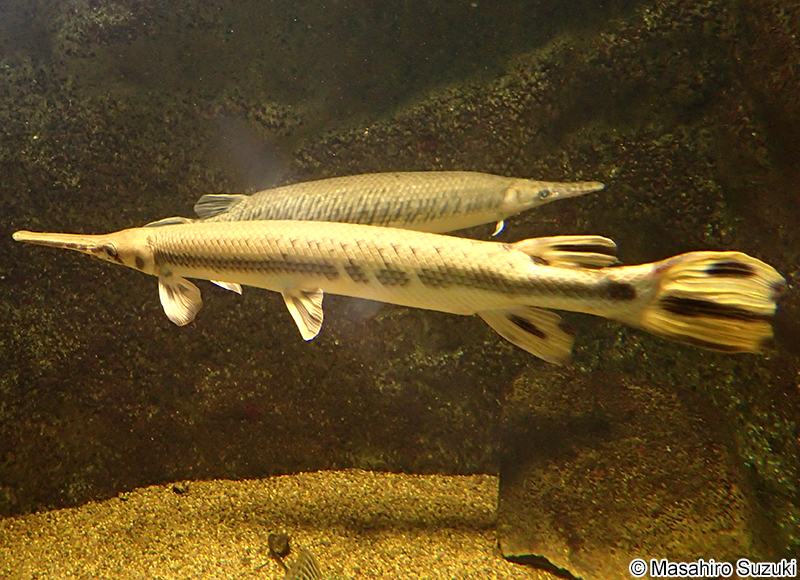 ロングノーズガー Lepisosteus osseus