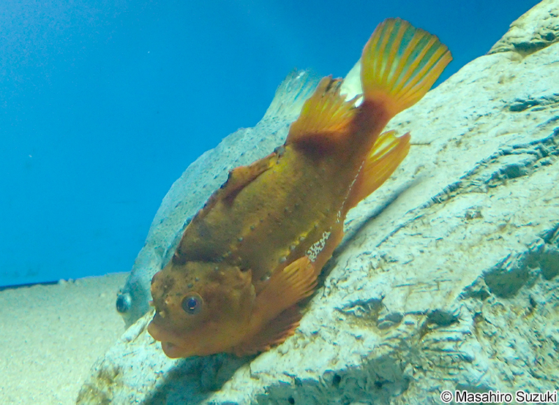 ヨコヅナダンゴウオ（ランプサッカー） Cyclopterus lumpus