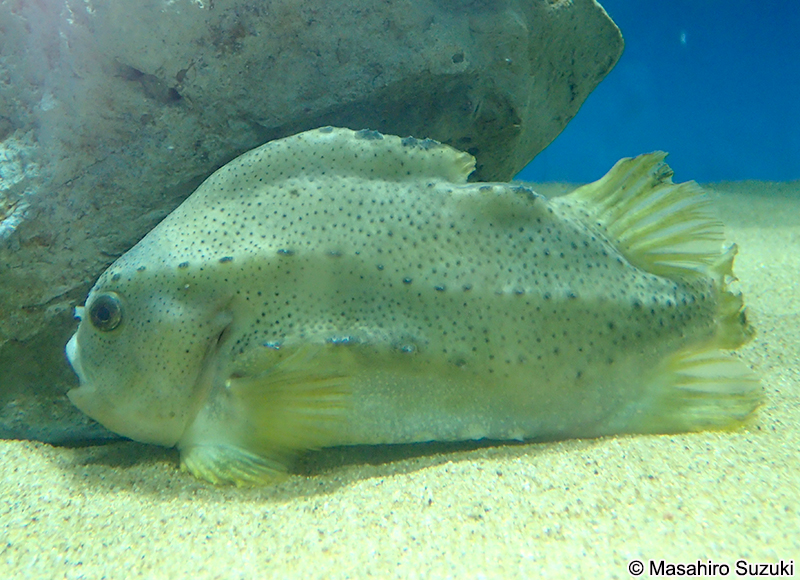 ヨコヅナダンゴウオ（ランプサッカー） Cyclopterus lumpus