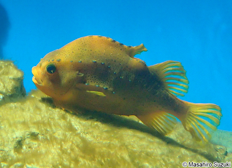 ヨコヅナダンゴウオ（ランプサッカー） Cyclopterus lumpus