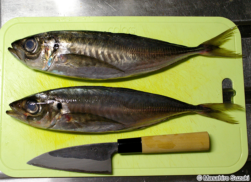 マアジ Trachurus japonicus