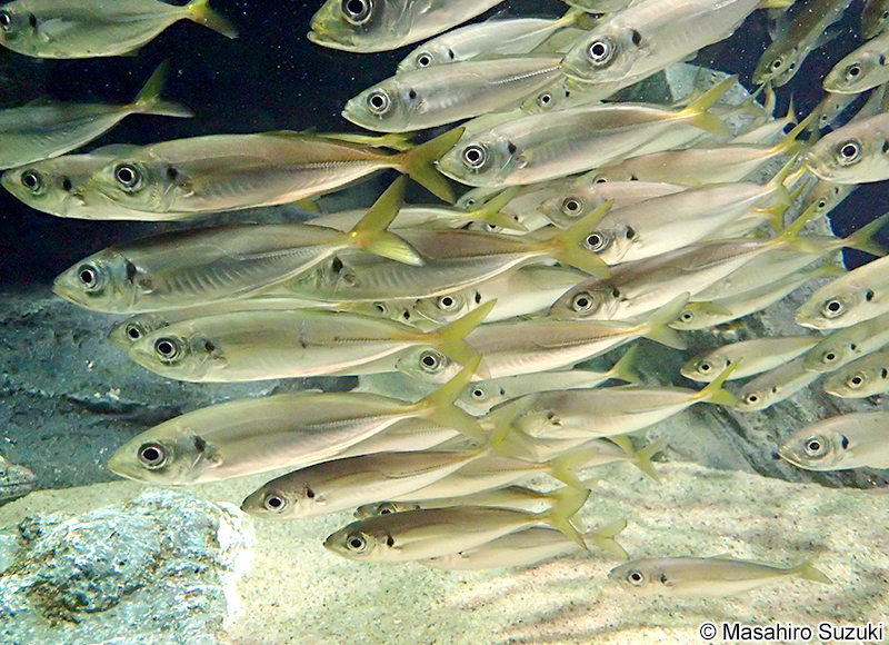 マアジ Trachurus japonicus