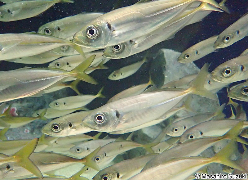 マアジ Trachurus japonicus