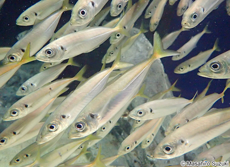 マアジ Trachurus japonicus