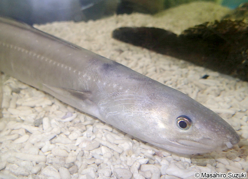 マアナゴ Conger myriaster