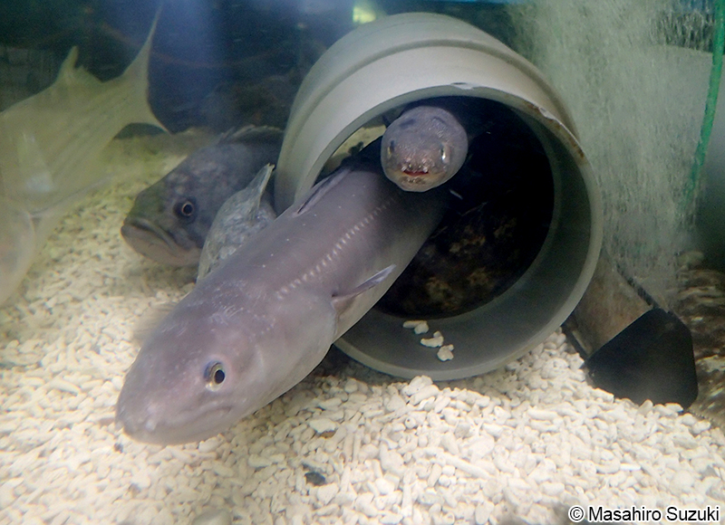 マアナゴ Conger myriaster