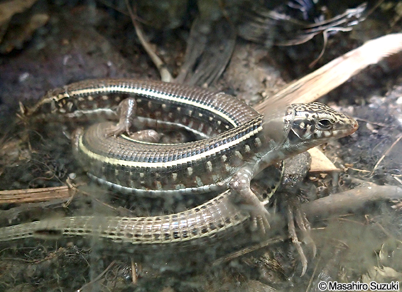 マダガスカルオビトカゲ Zonosaurus madagascariensis