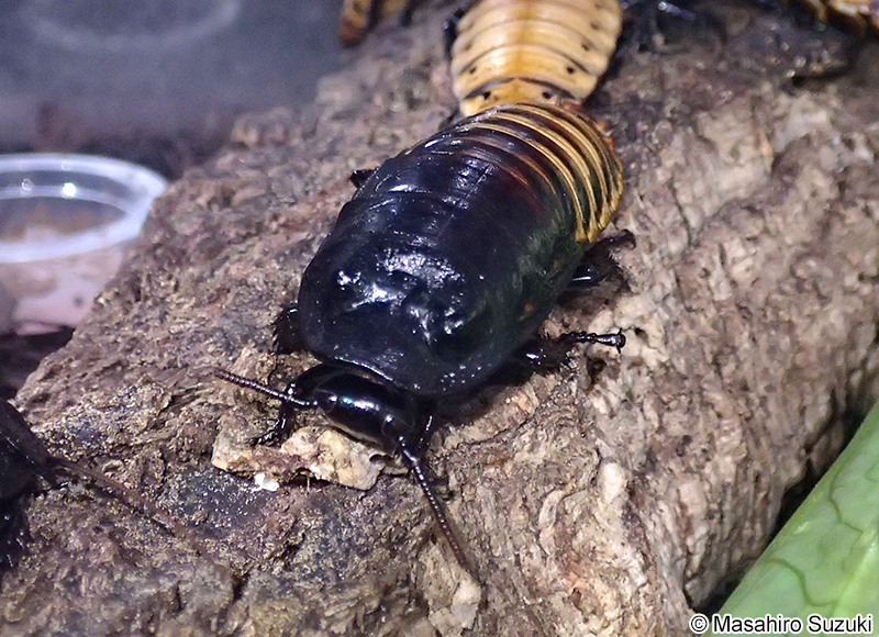 マダガスカルオオゴキブリ Gromphadorrhina portentosa