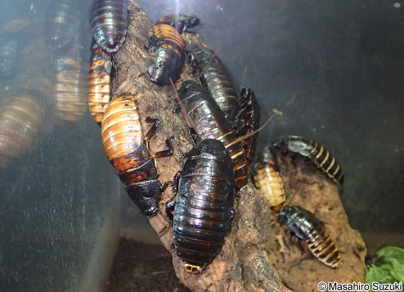 マダガスカルオオゴキブリ Gromphadorrhina portentosa