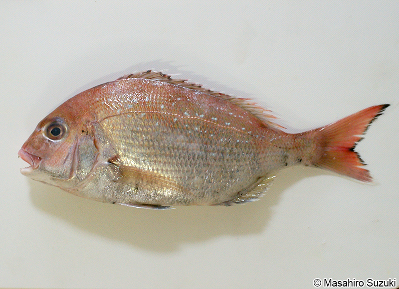 マダイ Pagrus major