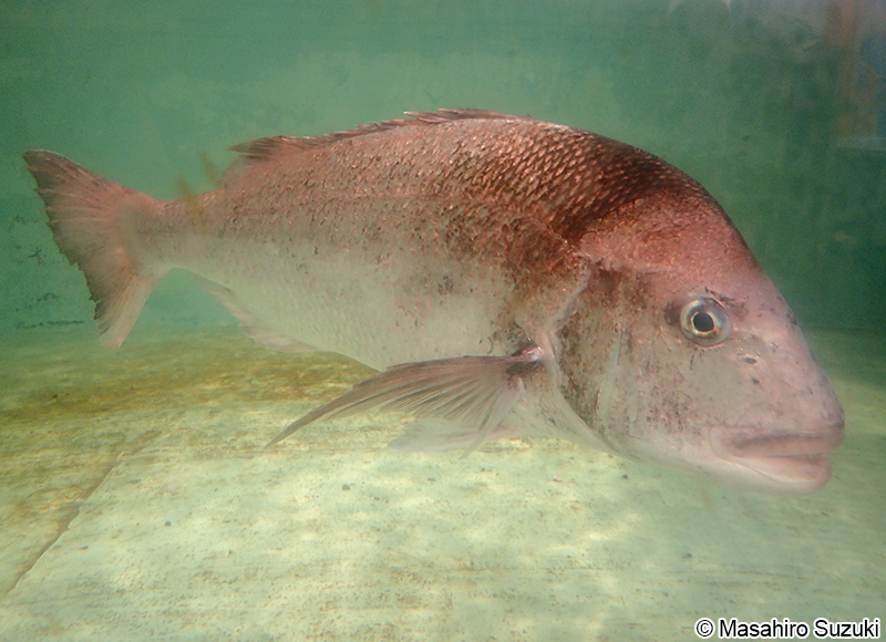 マダイ Pagrus major
