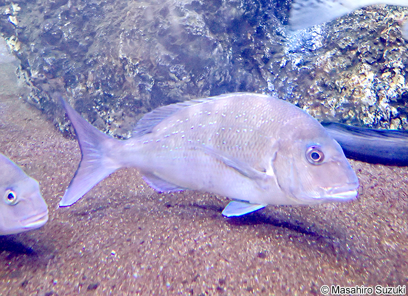 マダイ Pagrus major