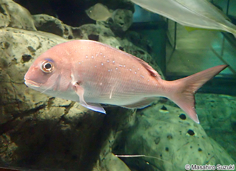 マダイ Pagrus major