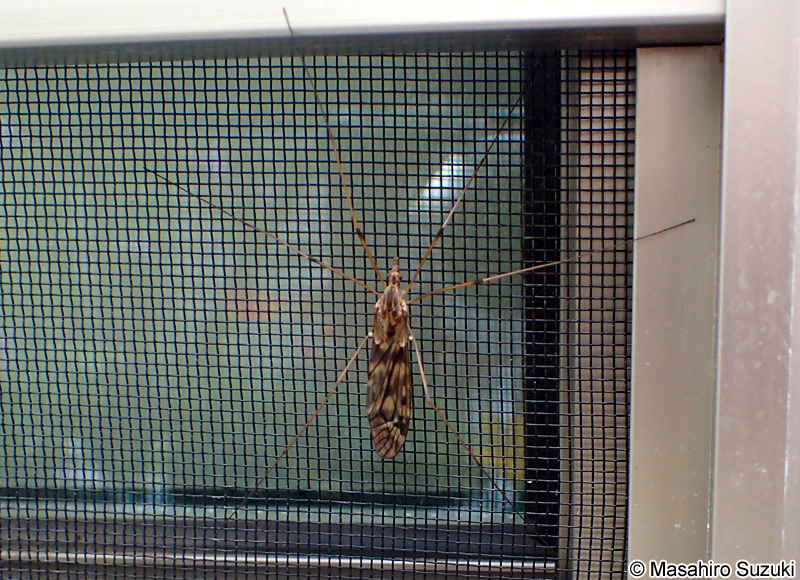 マダラガガンボ Tipula coquilletti