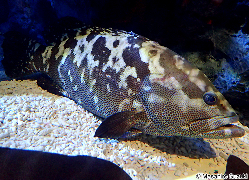 マダラハタ Epinephelus polyphekadion