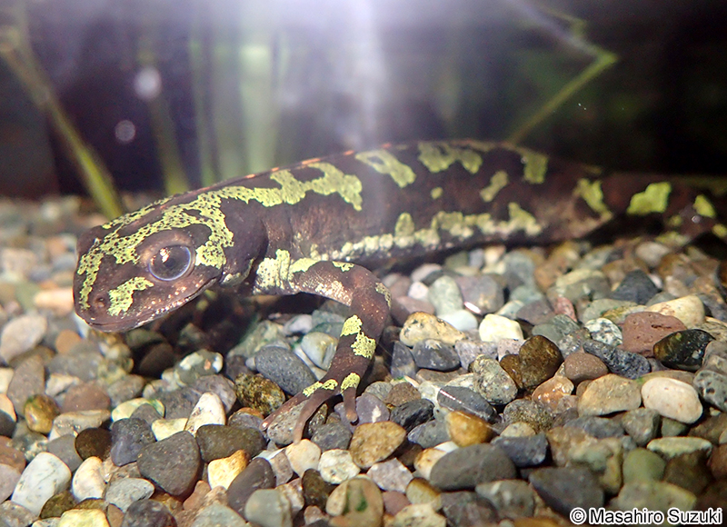 マダライモリ Triturus marmoratus