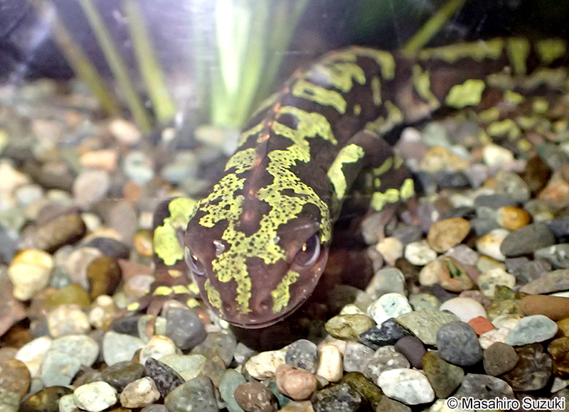 マダライモリ Triturus marmoratus