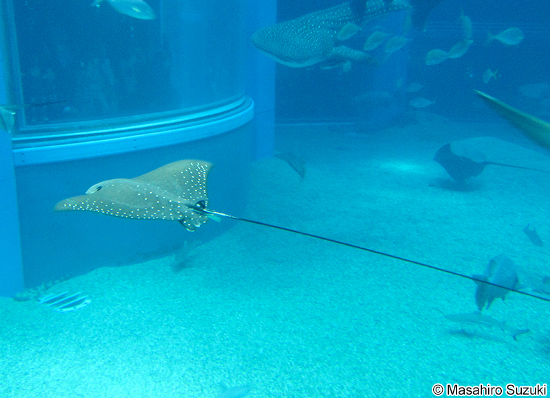 マダラトビエイ Aetobatus ocellatus