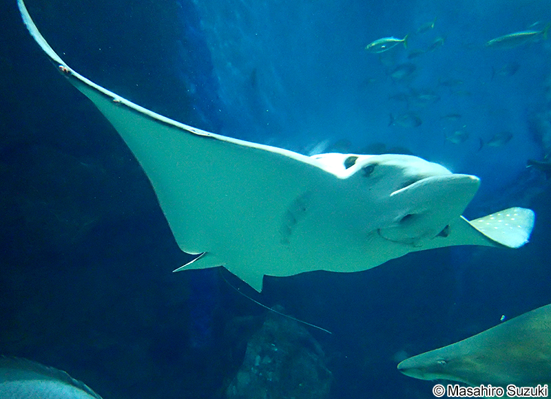 マダラトビエイ Aetobatus ocellatus