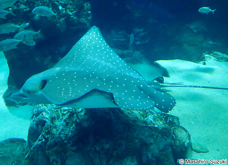 マダラトビエイ Aetobatus ocellatus