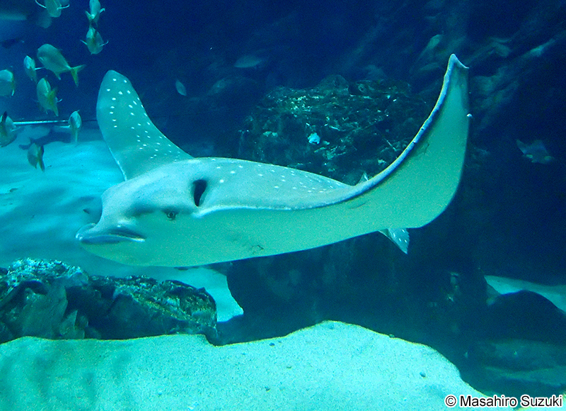 マダラトビエイ Aetobatus ocellatus