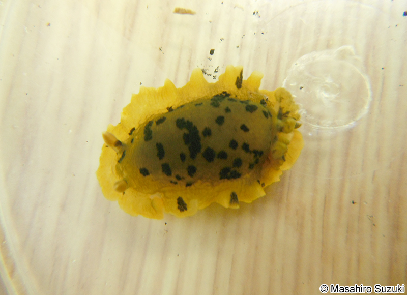 マダラウミウシ Dendrodoris fumata