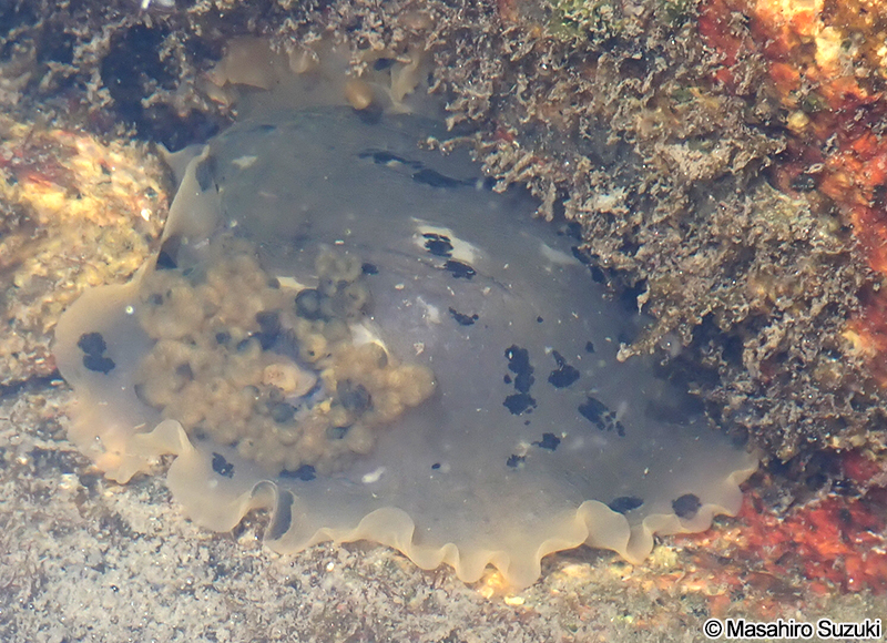 マダラウミウシ Dendrodoris fumata