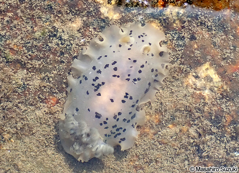 マダラウミウシ Dendrodoris fumata