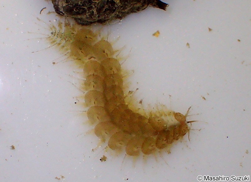 マダラウロコムシ Harmothoe imbricata