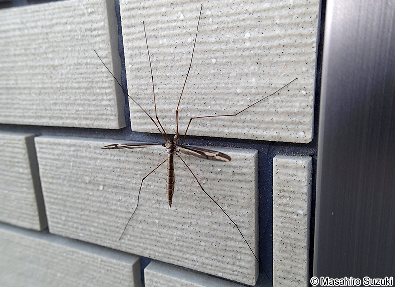 マドガガンボ Tipula nova