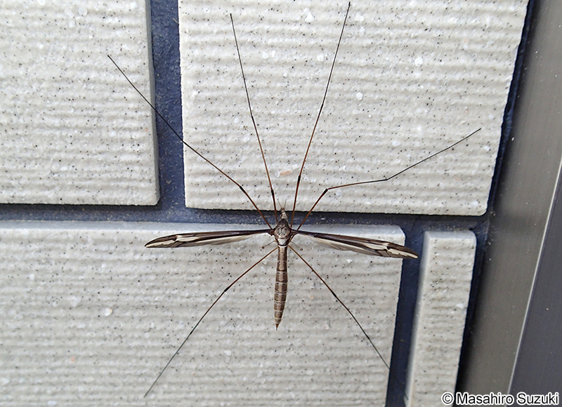 マドガガンボ Tipula nova