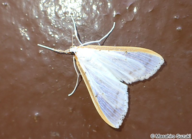 マエアカスカシノメイガ Palpita nigropunctalis