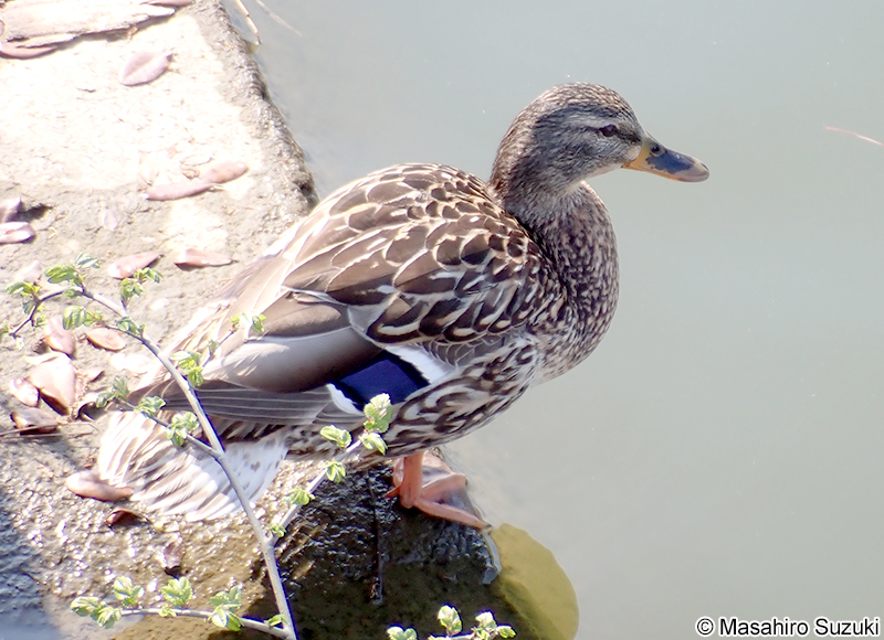 マガモ Anas platyrhynchos