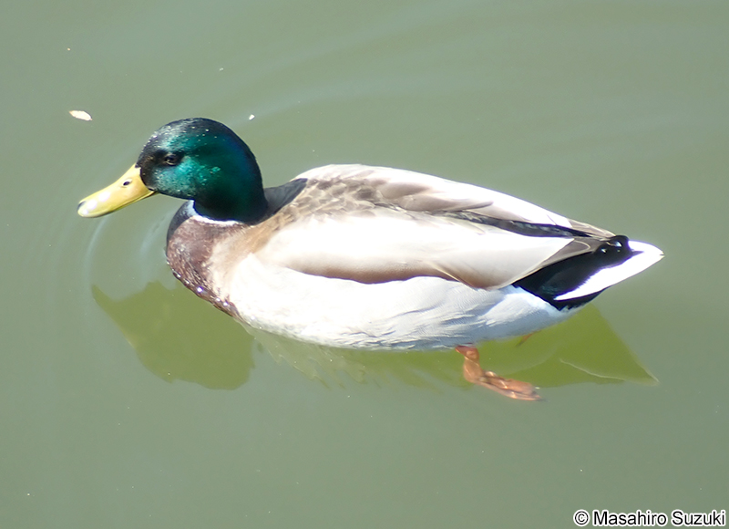 マガモ Anas platyrhynchos