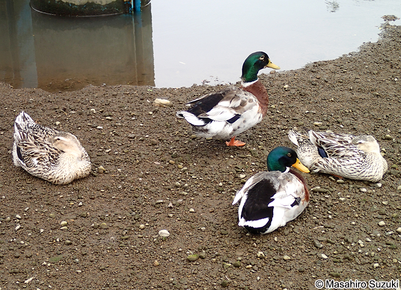 マガモ Anas platyrhynchos