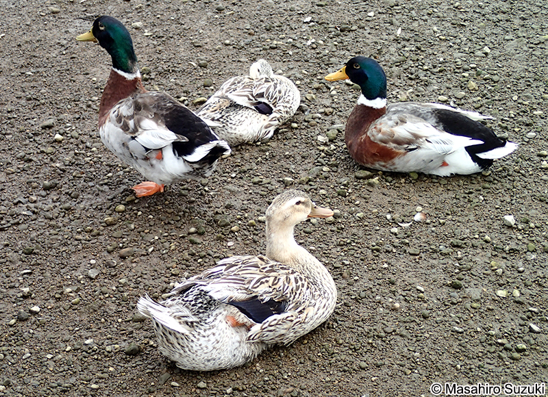 マガモ Anas platyrhynchos