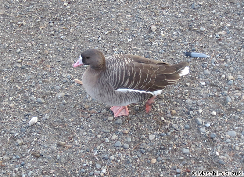 マガン Anser albifrons frontalis