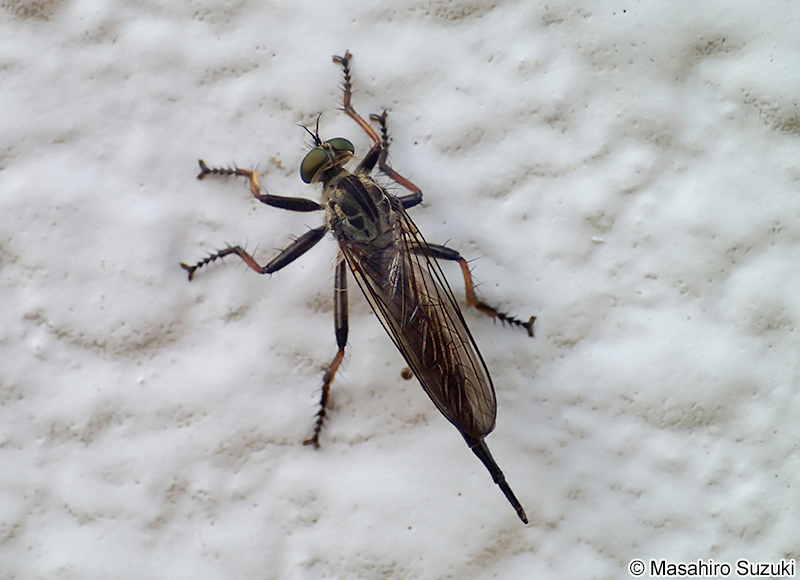 マガリケムシヒキ Neoitamus angusticornis