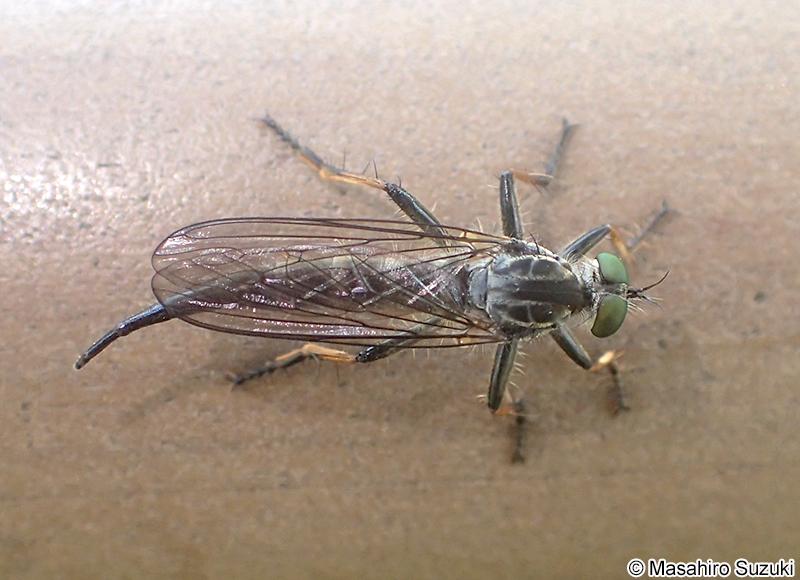 マガリケムシヒキ Neoitamus angusticornis