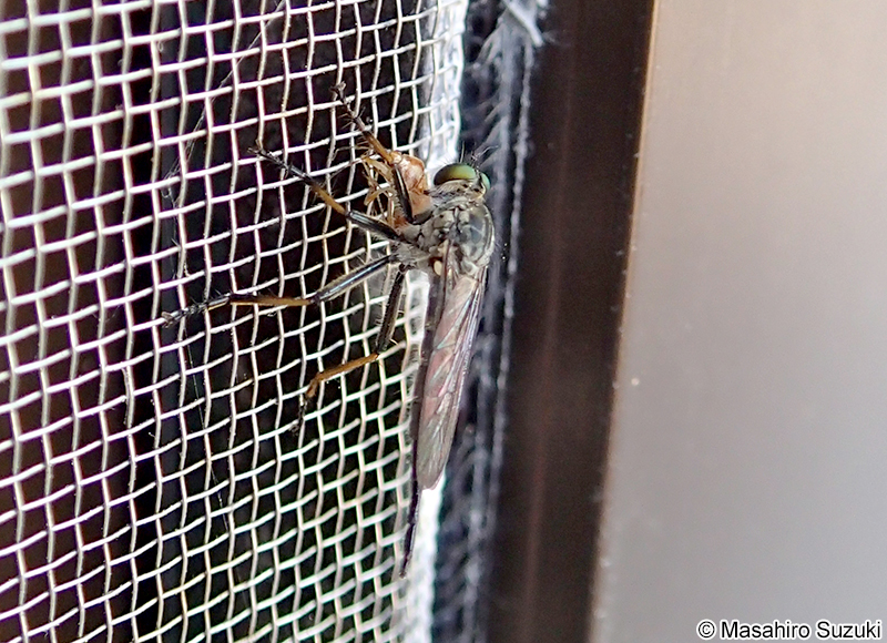 マガリケムシヒキ Neoitamus angusticornis