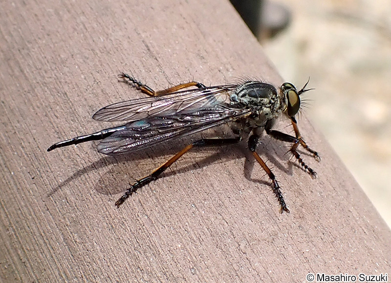 マガリケムシヒキ Neoitamus angusticornis