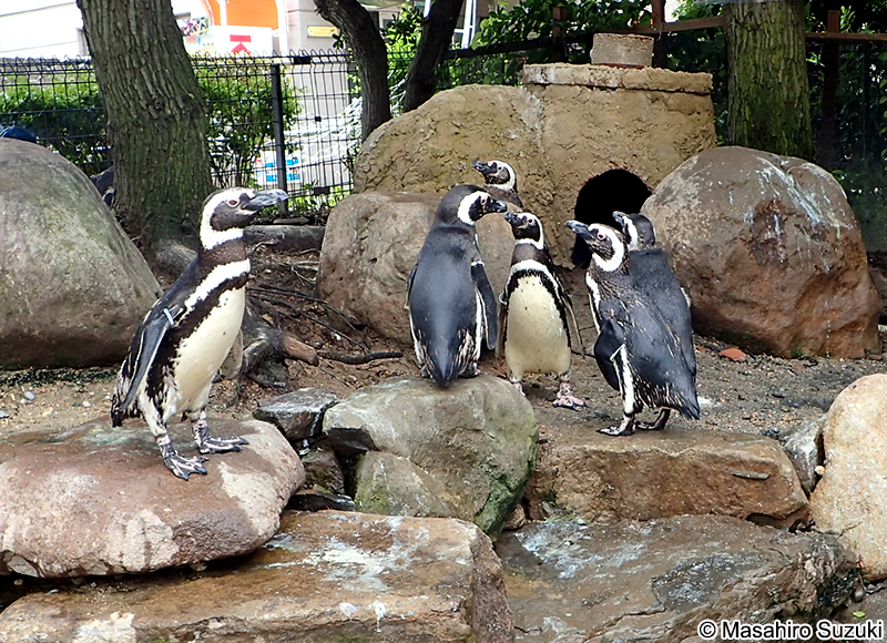 マゼランペンギン Spheniscus magellanicus