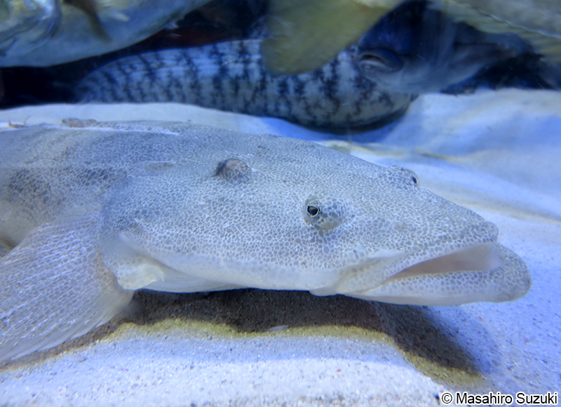 マゴチ Platycephalus sp.