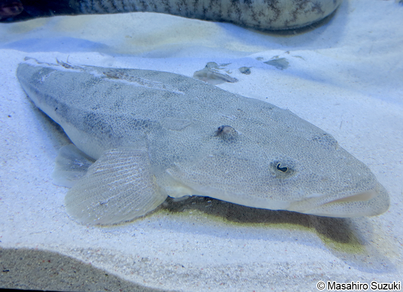 マゴチ Platycephalus sp.