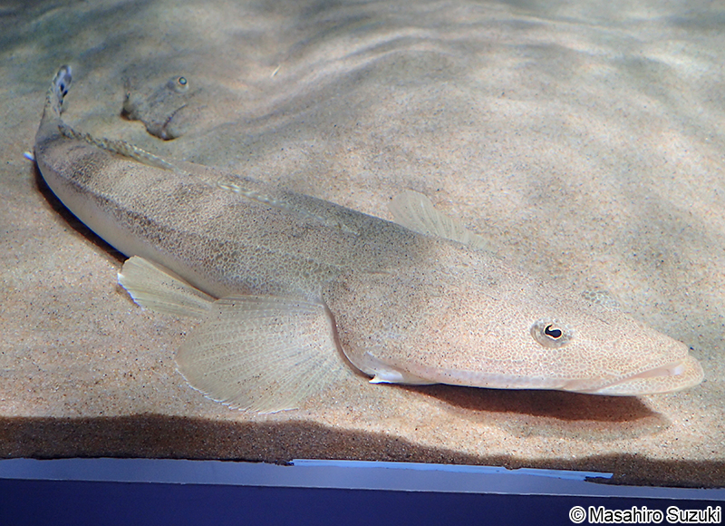 マゴチ Platycephalus sp.